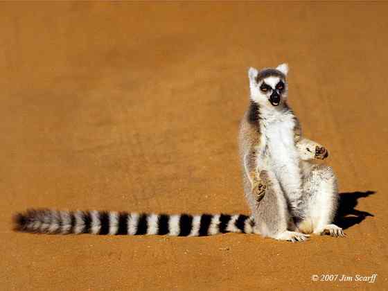 著名的马达加斯加狐猴  环尾狐猴