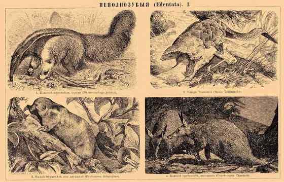 南美洲大食蚁兽