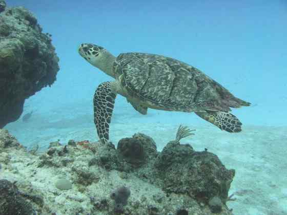 玳瑁是什么动物？一种海龟