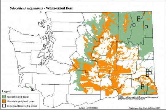 维吉尼亚鹿 白尾鹿 维吉尼亚鹿 白尾鹿