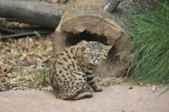 猫科动物家族中的小弟弟——黑足猫Felis nigripes