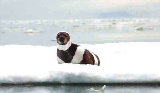 环海豹 带纹海豹、绶带海豹