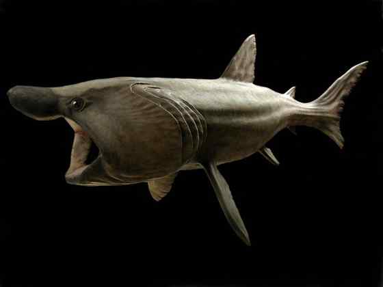 晒太阳的鲨鱼  姥鲨 Basking shark