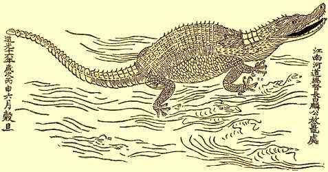 大型鳄鱼 食鱼鳄