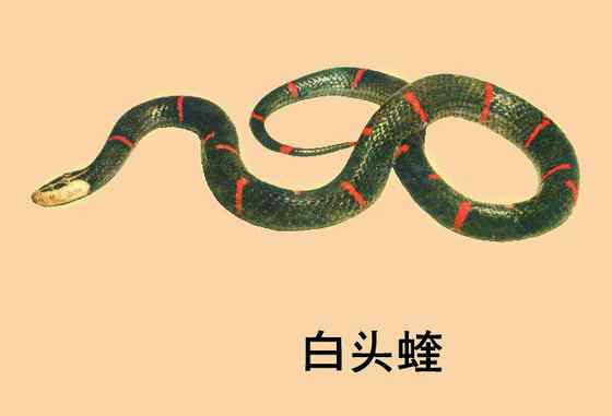 古老而神秘的蛇类 白头蝰