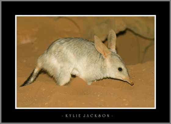 澳大利亚最奇特的有袋目动物之一 兔耳袋狸