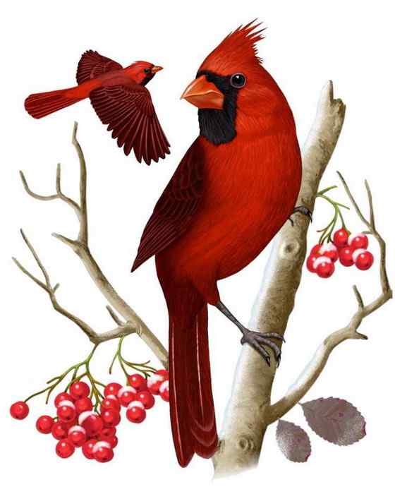 非常非常漂亮的鹀科鸟类  主红雀