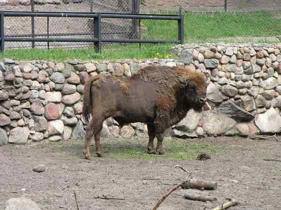 欧洲巨兽--欧洲野牛 死而后生