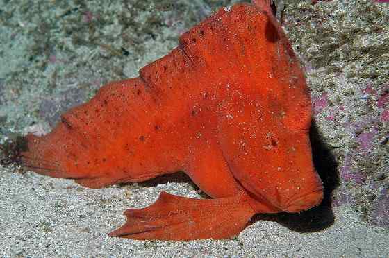 漂亮的罕见的“印第安鱼” 丑鲉 漂亮的罕见的“印第安鱼” 丑鲉