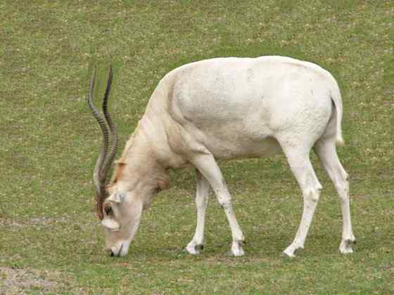 旋角羚 Addax nasomaculatus