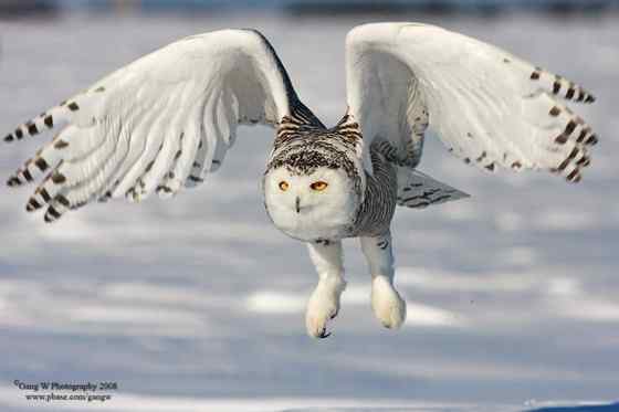 洁白的雪鸮 洁白的雪鸮