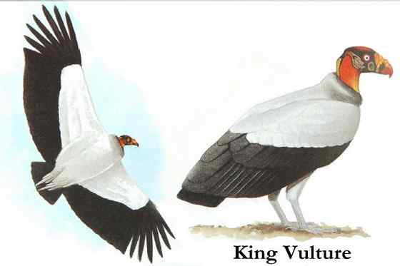 最漂亮的猛禽食腐鸟 王鹫 最漂亮的猛禽食腐鸟 王鹫