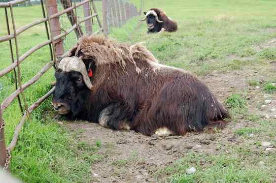 北极地区最大的食草动物  似牛实羊的麝牛