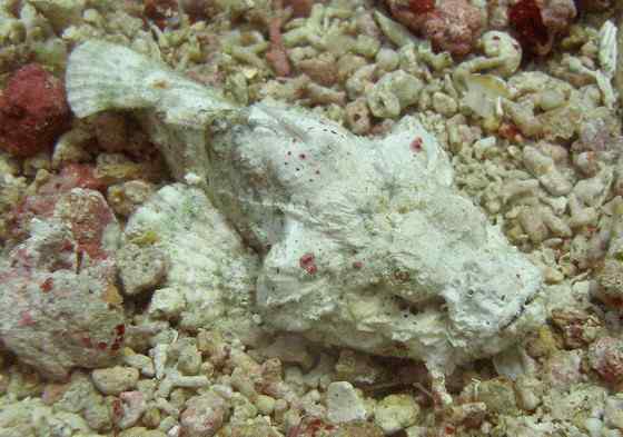 危险的鱼咬人--石鱼