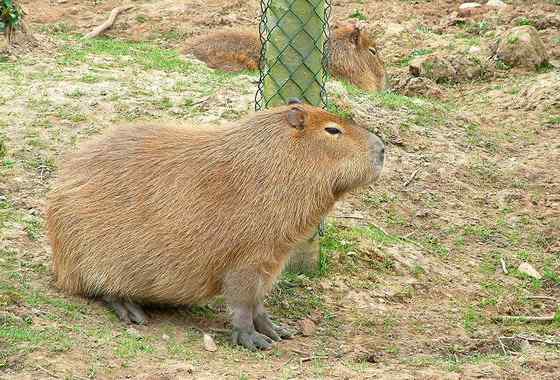 世界上最大的啮齿目动物——水豚 世界上最大的啮齿目动物——水豚