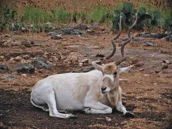 旋角羚 Addax nasomaculatus