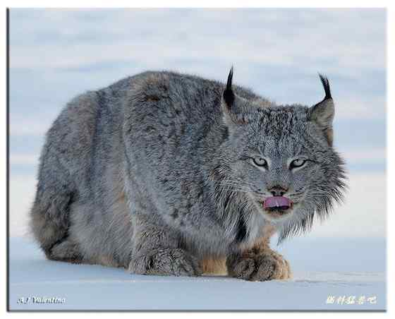 北美洲寒带地区的独行侠  加拿大猞猁
