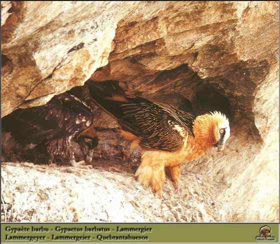 喜马拉雅山的大鸟  胡兀鹫