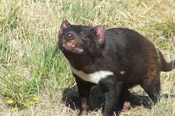 世界上最凶猛的哺乳动物  袋獾