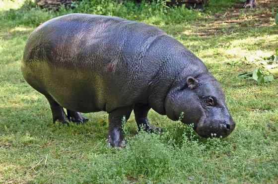 倭河马 河马世界第二