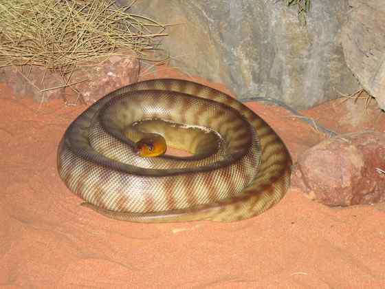 沙漠中的蟒蛇——兰氏盾蟒 Aspidites ramsayi