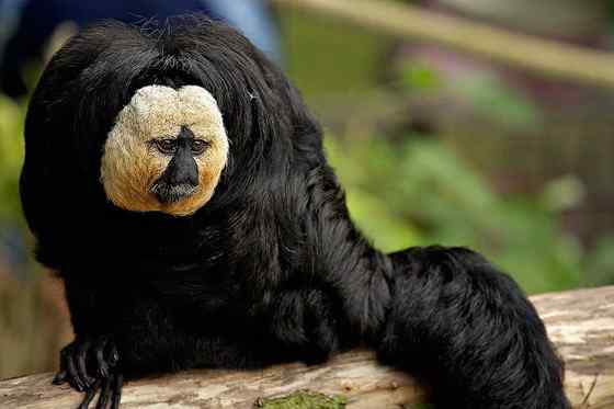 白脸僧面猴 White-faced saki