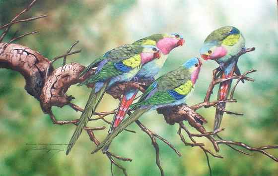 澳洲最娇柔的鹦鹉——公主鹦鹉 Polytelis alexandrae