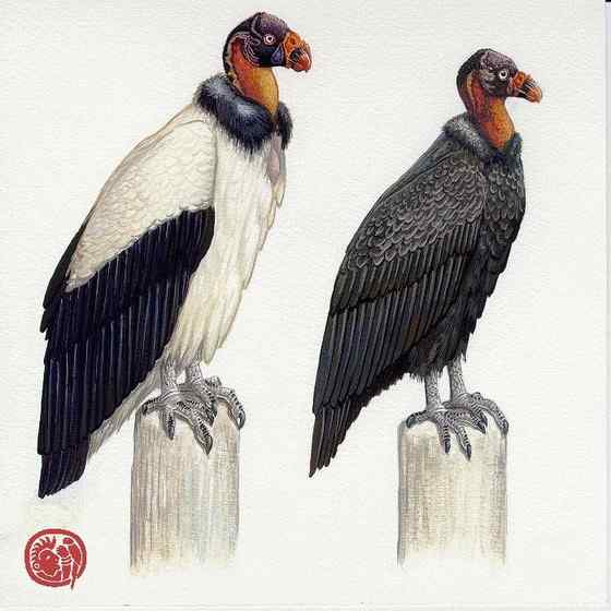 最漂亮的猛禽食腐鸟 王鹫 最漂亮的猛禽食腐鸟 王鹫