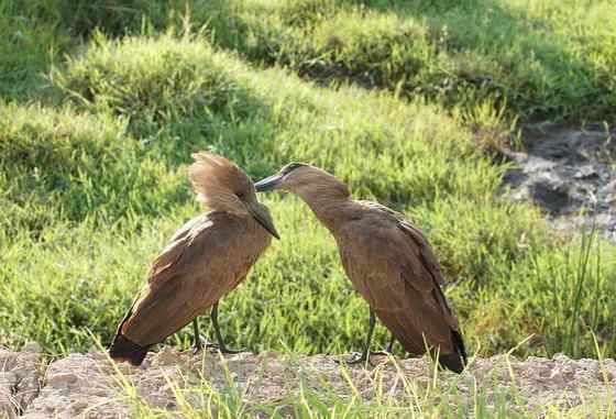 预报气象的怪鸟  锤头鹳 闪电鸟