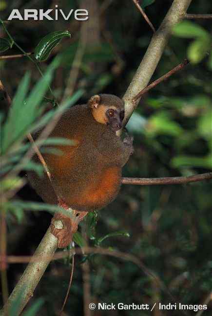 一生离不开竹子  马达加斯加 金竹驯狐猴