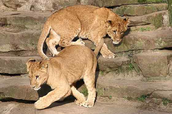 亚洲有狮子吗？  亚洲狮