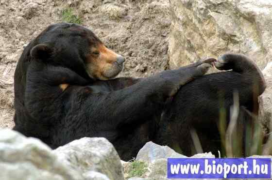 身材娇小的马来熊