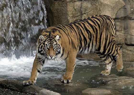 无情未必真豪杰， 怜子如何不丈夫？  苏门答腊虎