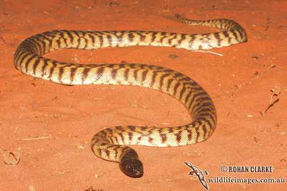 黑头盾蟒 Aspidites melanocephalus