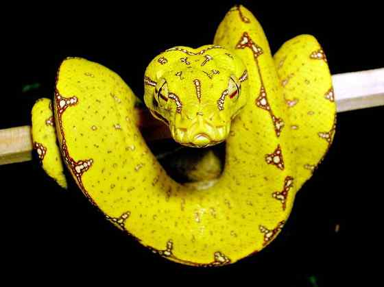 养蟒蛇当宠物  绿树蟒