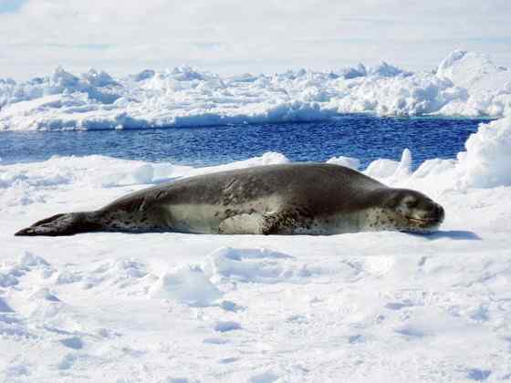 南极豹形海豹 南极豹形海豹