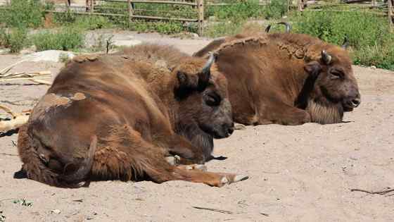欧洲巨兽 欧洲野牛 死而后生 欧洲巨兽 欧洲野牛 死而后生