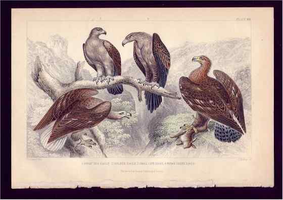 澳大利亚三大猛禽之——楔尾鹰 Aquila audax 澳大利亚三大猛禽之——楔尾鹰 Aquila audax