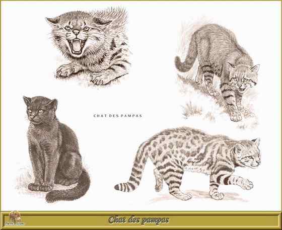 潘帕斯猫 南美草原猫