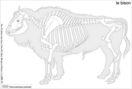 欧洲巨兽 欧洲野牛 死而后生 欧洲巨兽 欧洲野牛 死而后生