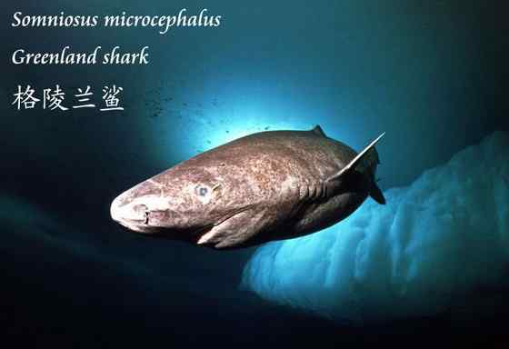 格陵兰鲨 睡鲨