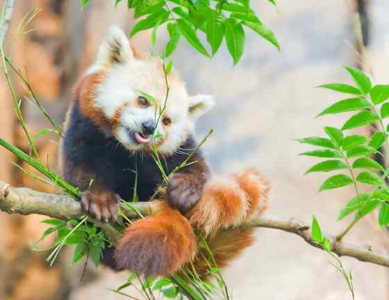 小熊猫又被叫做火狐(Fire fox) 小熊猫又被叫做火狐(Fire fox)