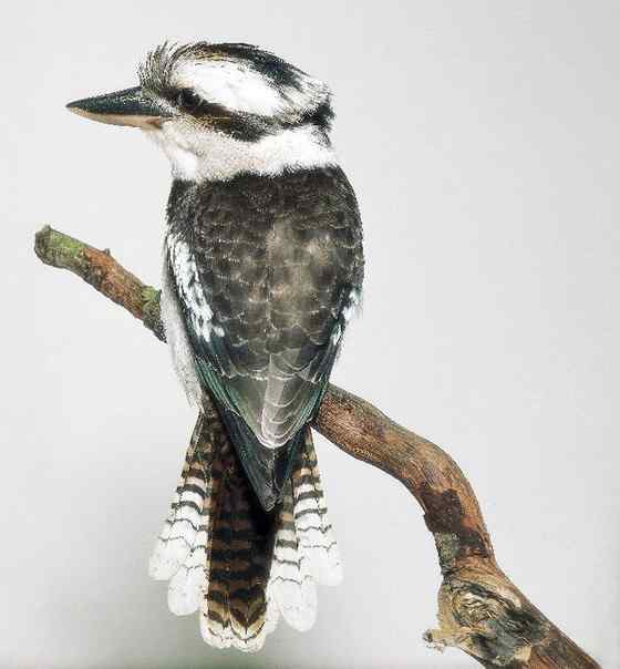 澳洲笑翠鸟 澳洲笑翠鸟