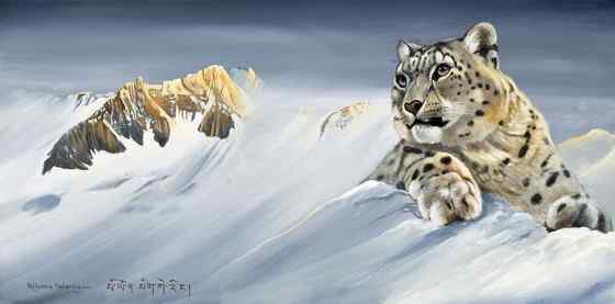 猫科动物——雪豹