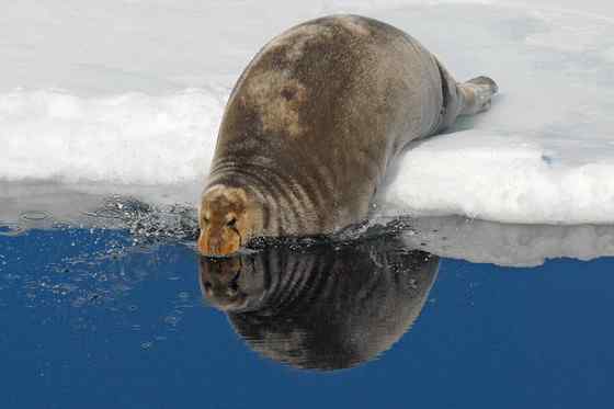 髯海豹 须海豹 Erignathus barbatus