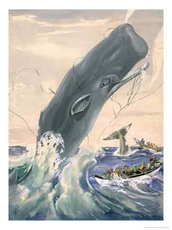 抹香鲸真的很香