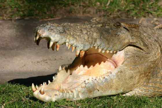 三国周处除三害  湾鳄(还有猛虎和他自己) 韩愈也参加了