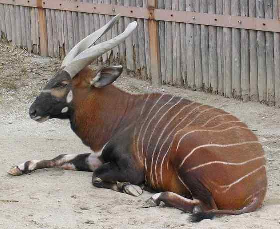 非洲最漂亮的羚羊之一  紫羚 bongo