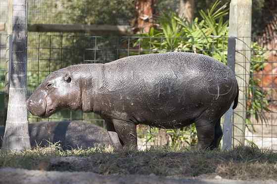 倭河马 河马世界第二