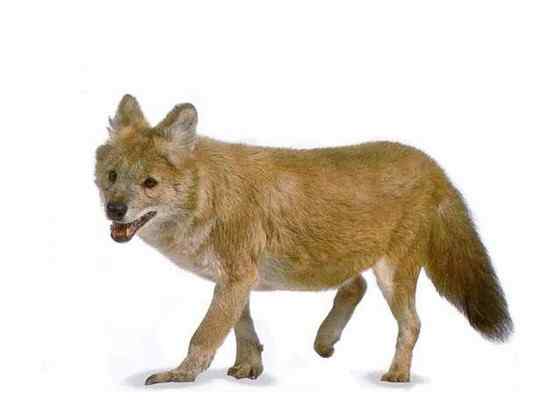 英国著名小说家吉卜林笔下的“红狗”  豺